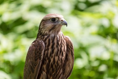 Ormandaki Saker Şahin