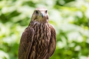 Ormandaki Saker Şahin