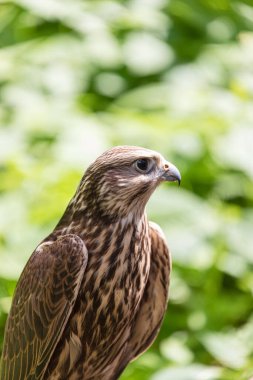 Ormandaki Saker Şahin