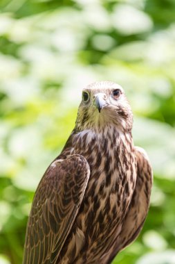 Ormandaki Saker Şahin