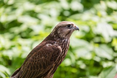 Ormandaki Saker Şahin