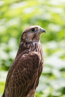 Ormandaki Saker Şahin