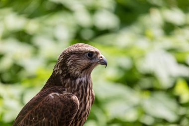 Ormandaki Saker Şahin