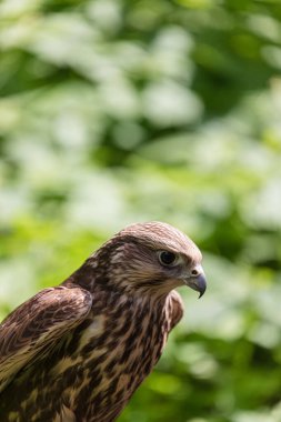 Ormandaki Saker Şahin