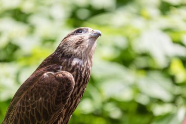 Ormandaki Saker Şahin