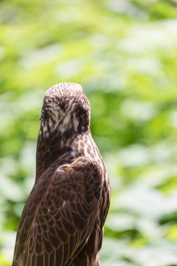 Ormandaki Saker Şahin