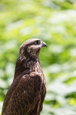 Ormandaki Saker Şahin