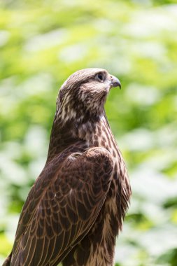 Ormandaki Saker Şahin