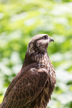 Ormandaki Saker Şahin