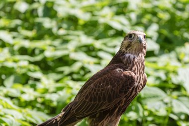 Ormandaki Saker Şahin