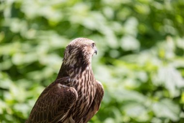 Ormandaki Saker Şahin
