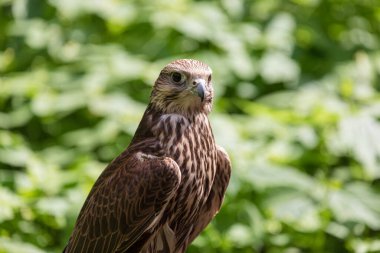 Ormandaki Saker Şahin