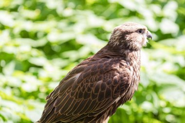 Ormandaki Saker Şahin