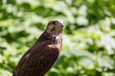 Ormandaki Saker Şahin