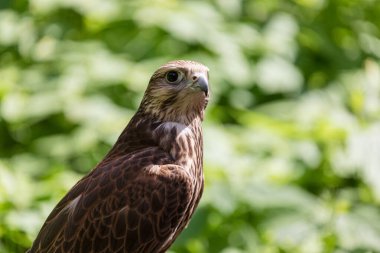 Ormandaki Saker Şahin