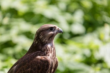 Ormandaki Saker Şahin