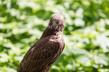 Ormandaki Saker Şahin