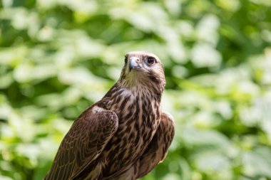 Ormandaki Saker Şahin