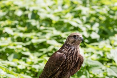 Ormandaki Saker Şahin