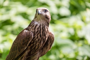 Ormandaki Saker Şahin