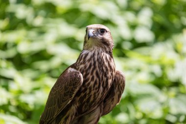 Ormandaki Saker Şahin