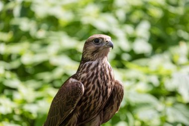 Ormandaki Saker Şahin