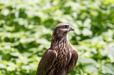 Ormandaki Saker Şahin