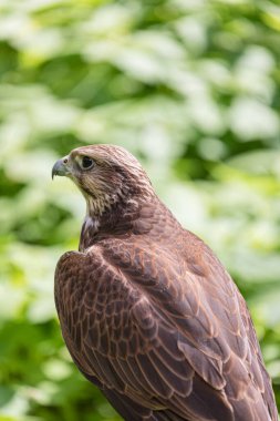 Ormandaki Saker Şahin