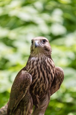 Ormandaki Saker Şahin