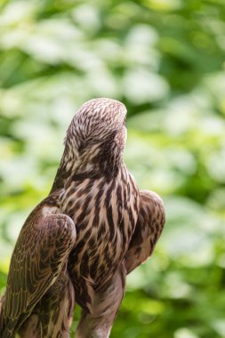 Ormandaki Saker Şahin