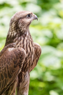 Ormandaki Saker Şahin