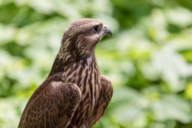Ormandaki Saker Şahin