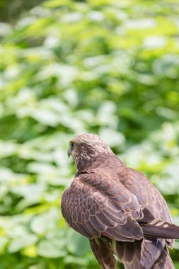 Ormandaki Saker Şahin