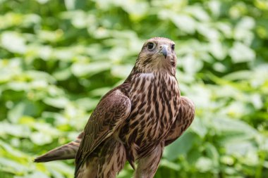 Ormandaki Saker Şahin