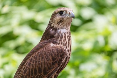 Ormandaki Saker Şahin