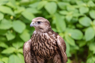 Ormandaki Saker Şahin