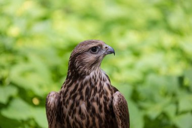 Ormandaki Saker Şahin