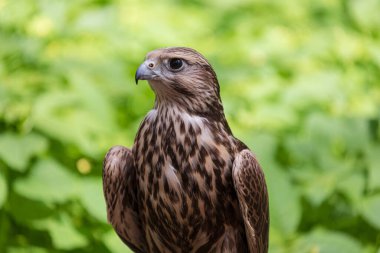 Ormandaki Saker Şahin