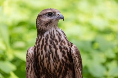 Ormandaki Saker Şahin