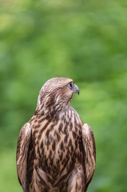 Ormandaki Saker Şahin