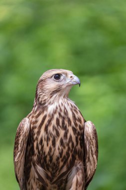 Ormandaki Saker Şahin
