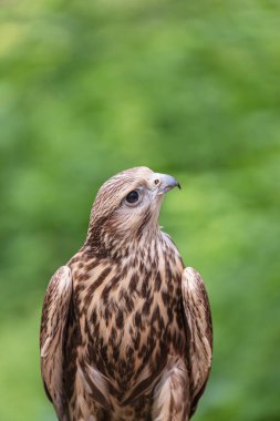 Ormandaki Saker Şahin