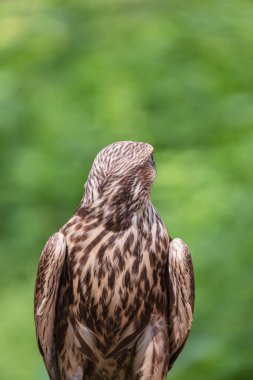 Ormandaki Saker Şahin