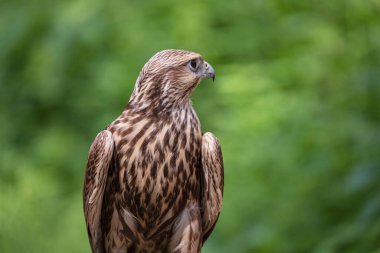 Ormandaki Saker Şahin