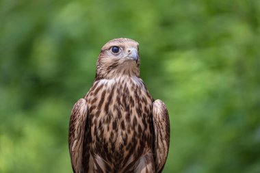 Ormandaki Saker Şahin