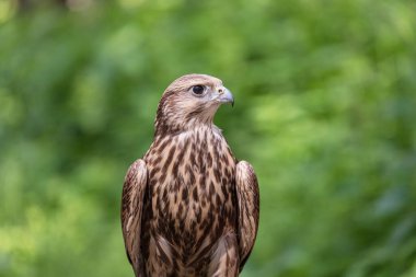 Ormandaki Saker Şahin