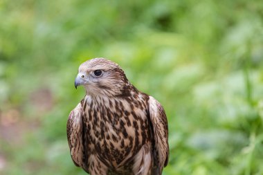 Ormandaki Saker Şahin