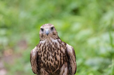 Ormandaki Saker Şahin