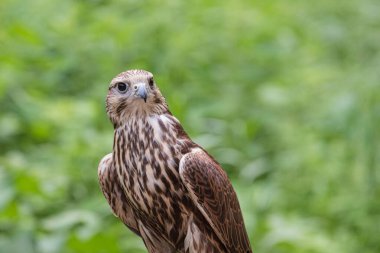 Ormandaki Saker Şahin