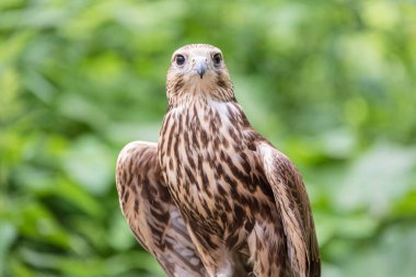 Ormandaki Saker Şahin